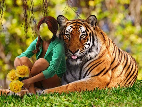 С тигром на лужайке
