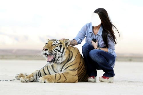 Фото с красивым тигром