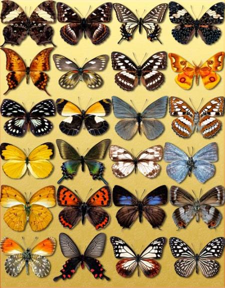 Бабочки на прозрачном фоне