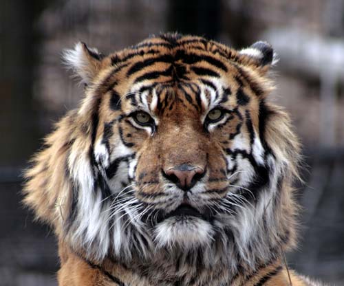 изображение тигра
